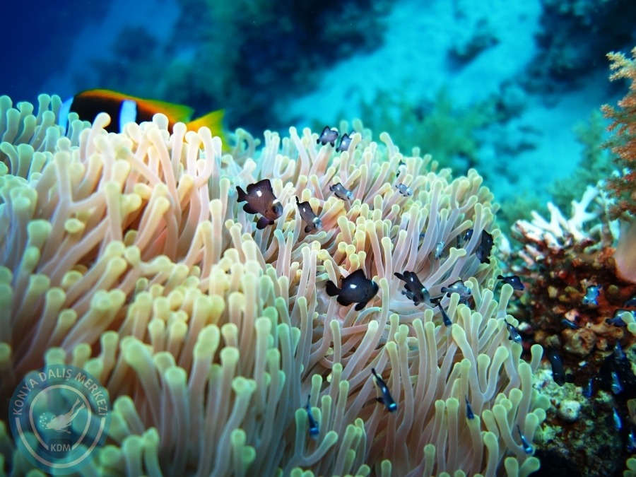 02-08 Aralık 2017 Sharm El Sheikh