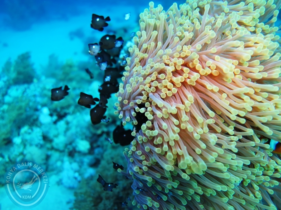 02-08 Aralık 2017 Sharm El Sheikh