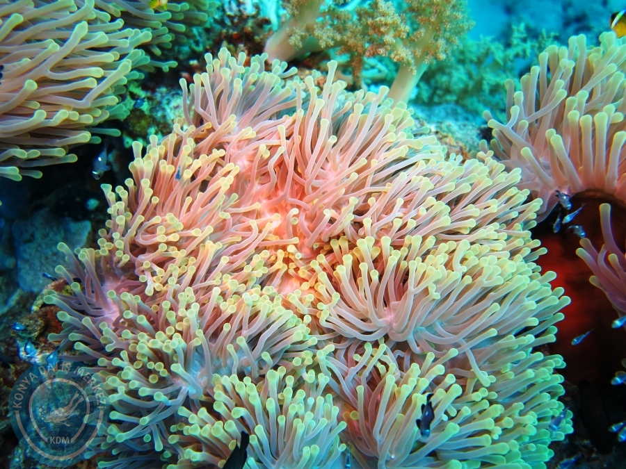 02-08 Aralık 2017 Sharm El Sheikh
