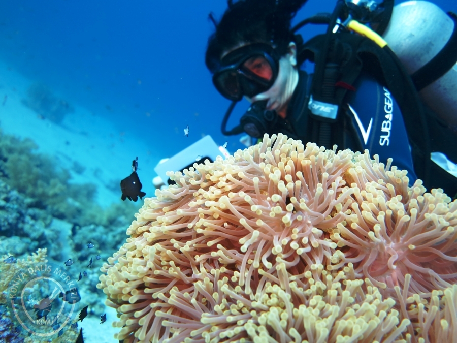 02-08 Aralık 2017 Sharm El Sheikh