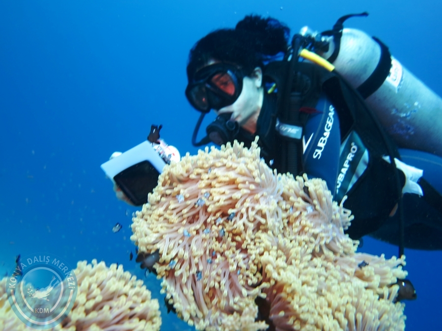 02-08 Aralık 2017 Sharm El Sheikh