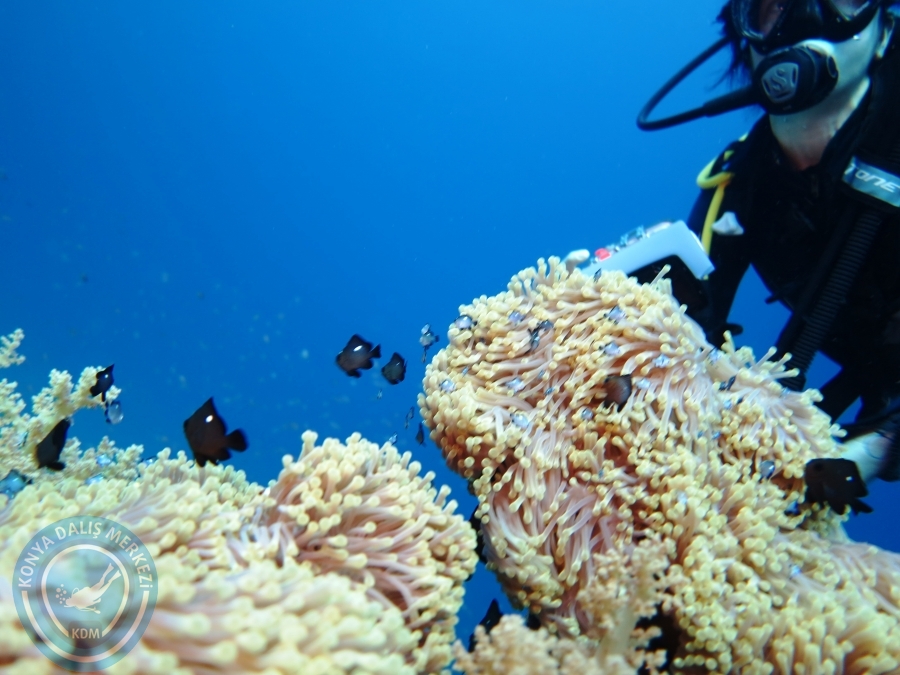 02-08 Aralık 2017 Sharm El Sheikh