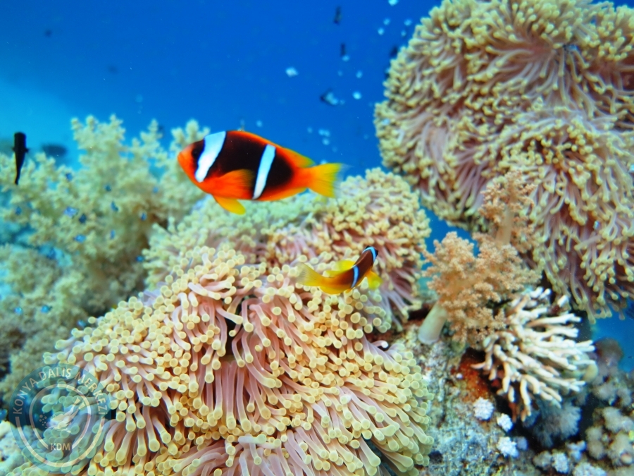02-08 Aralık 2017 Sharm El Sheikh