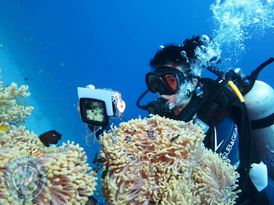 02-08 Aralık 2017 Sharm El Sheikh