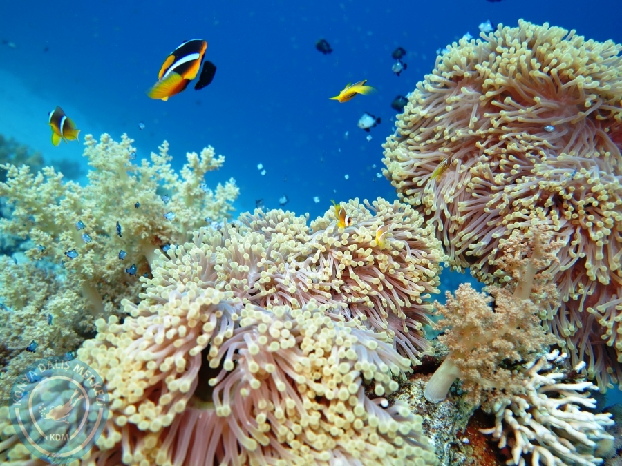 02-08 Aralık 2017 Sharm El Sheikh