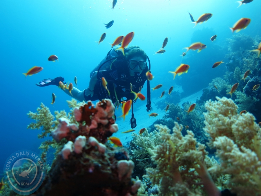 02-08 Aralık 2017 Sharm El Sheikh