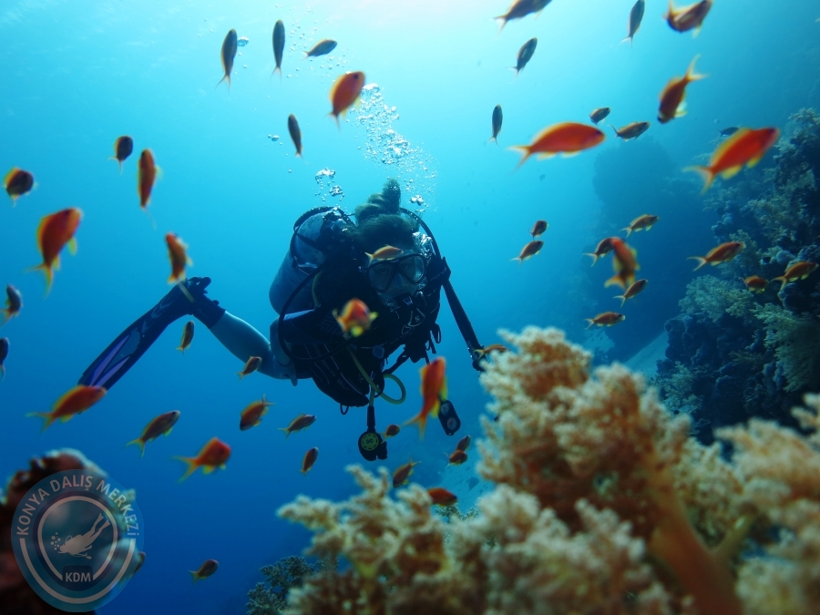 02-08 Aralık 2017 Sharm El Sheikh