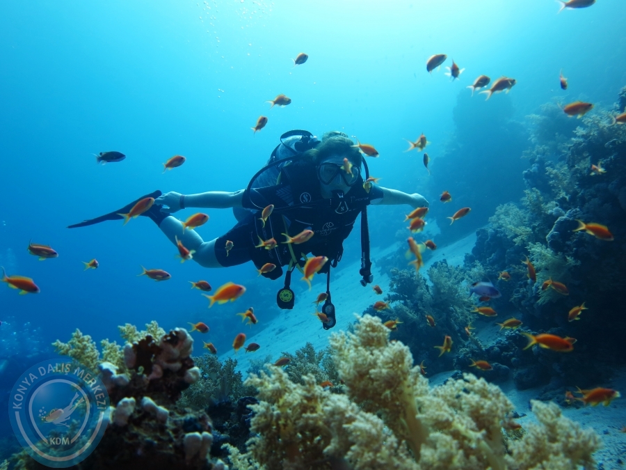 02-08 Aralık 2017 Sharm El Sheikh