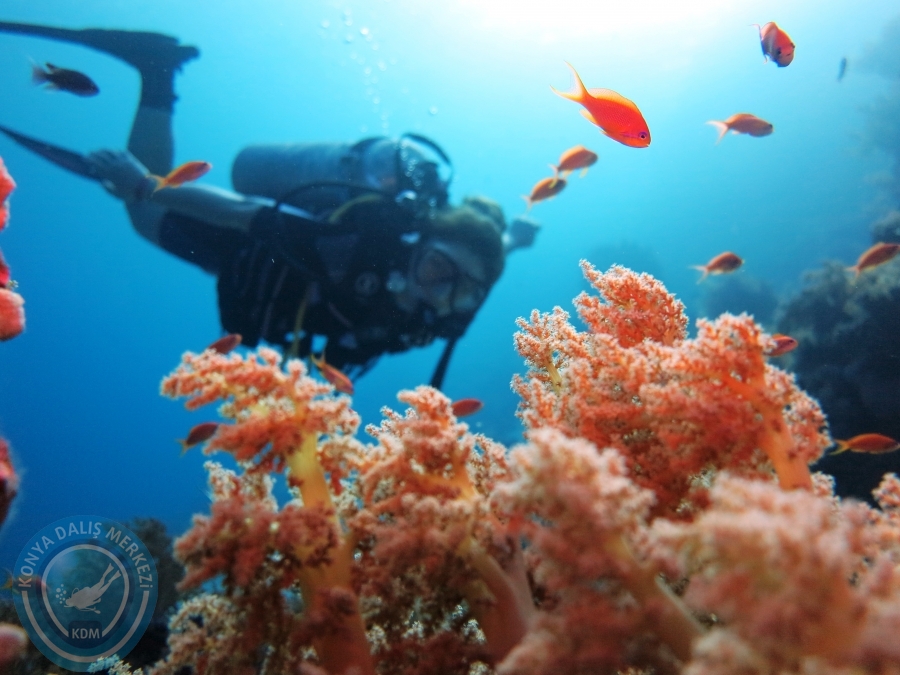 02-08 Aralık 2017 Sharm El Sheikh