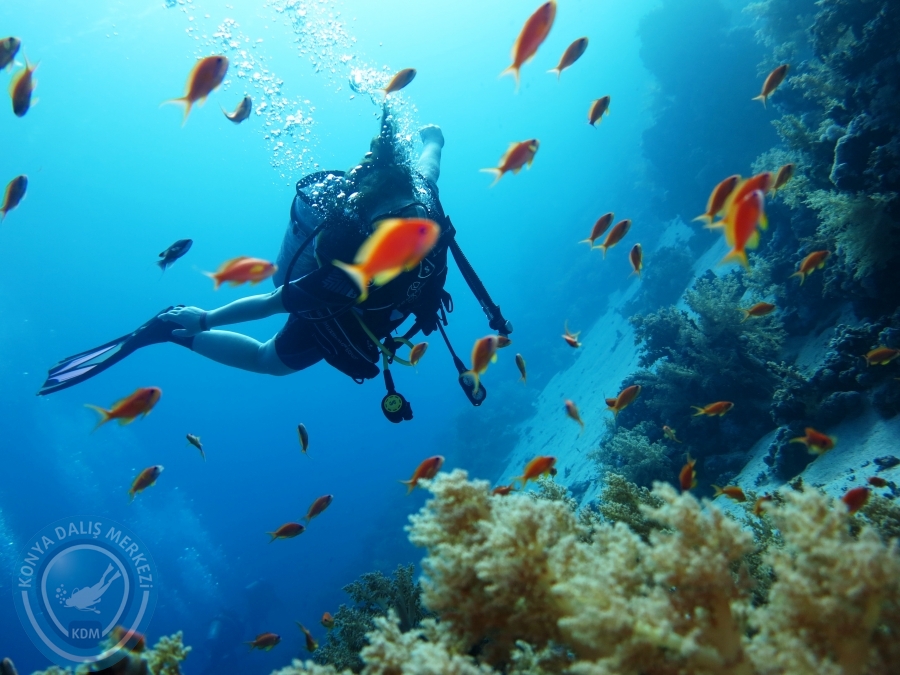 02-08 Aralık 2017 Sharm El Sheikh