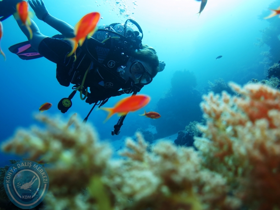 02-08 Aralık 2017 Sharm El Sheikh