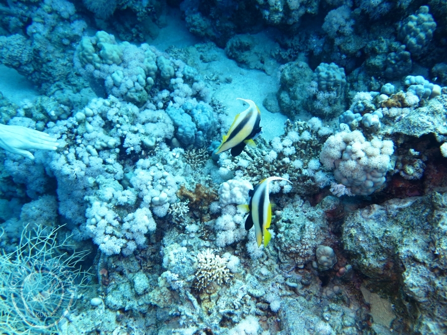 02-08 Aralık 2017 Sharm El Sheikh