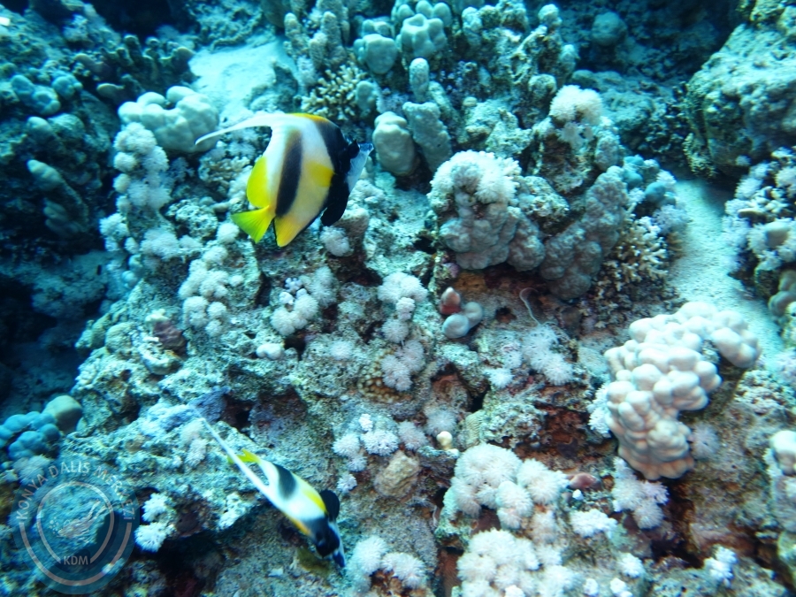 02-08 Aralık 2017 Sharm El Sheikh
