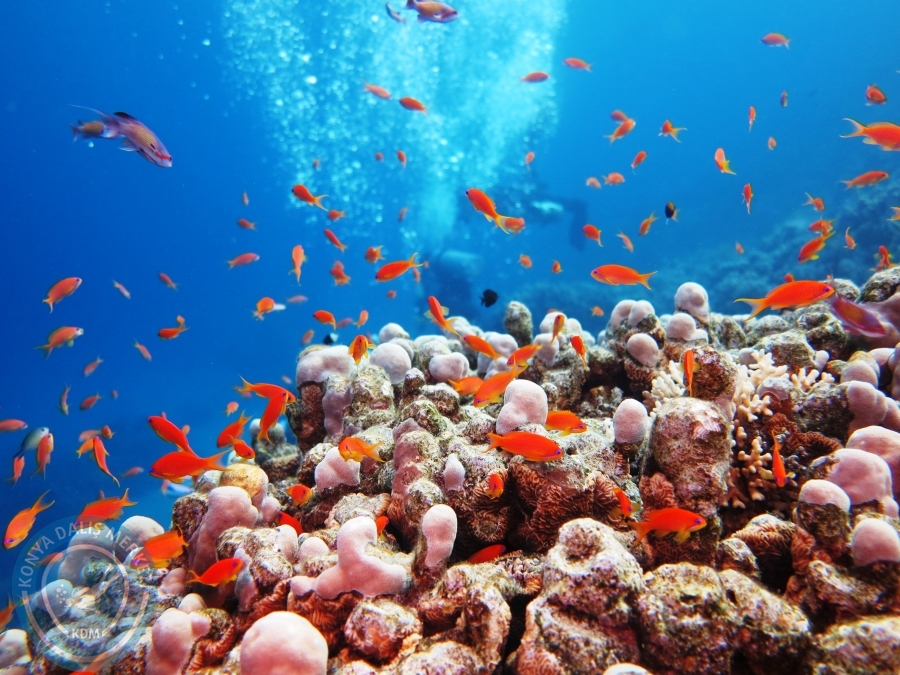 02-08 Aralık 2017 Sharm El Sheikh