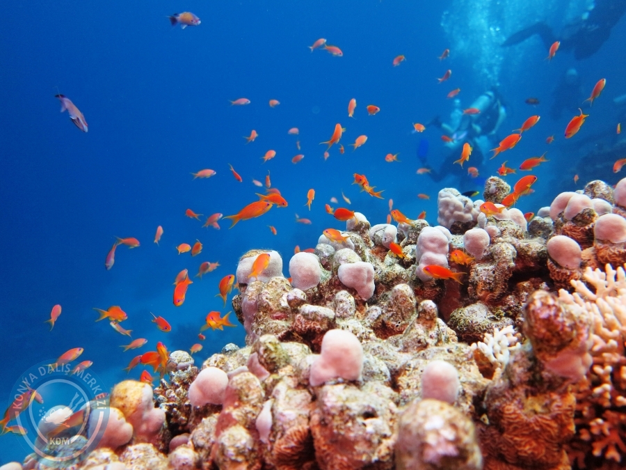 02-08 Aralık 2017 Sharm El Sheikh