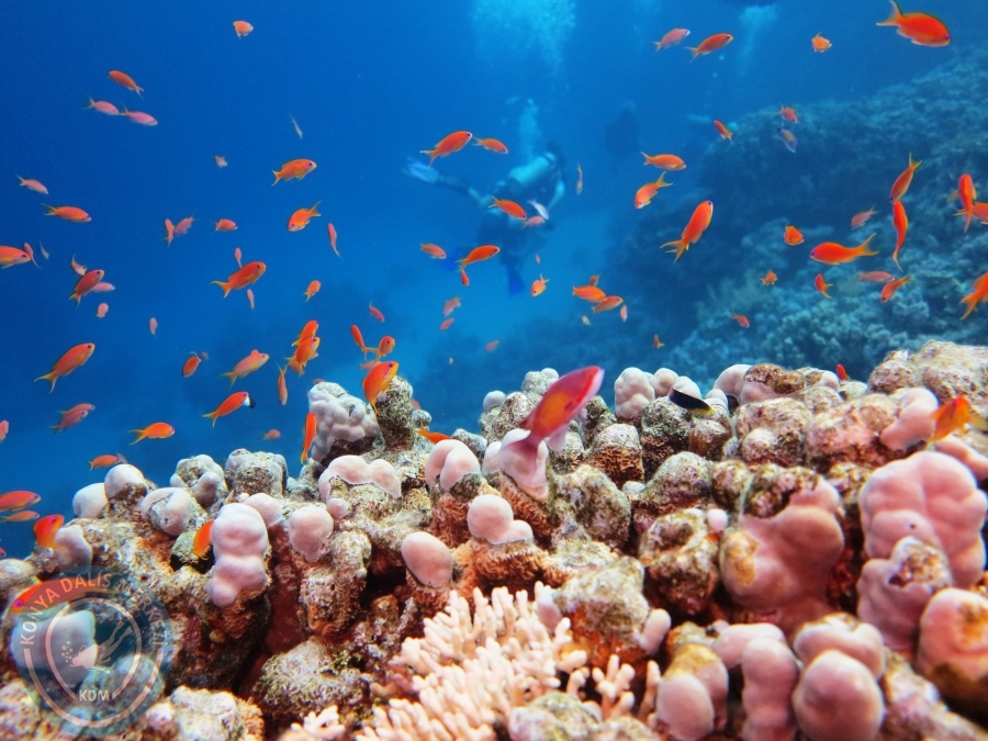 02-08 Aralık 2017 Sharm El Sheikh