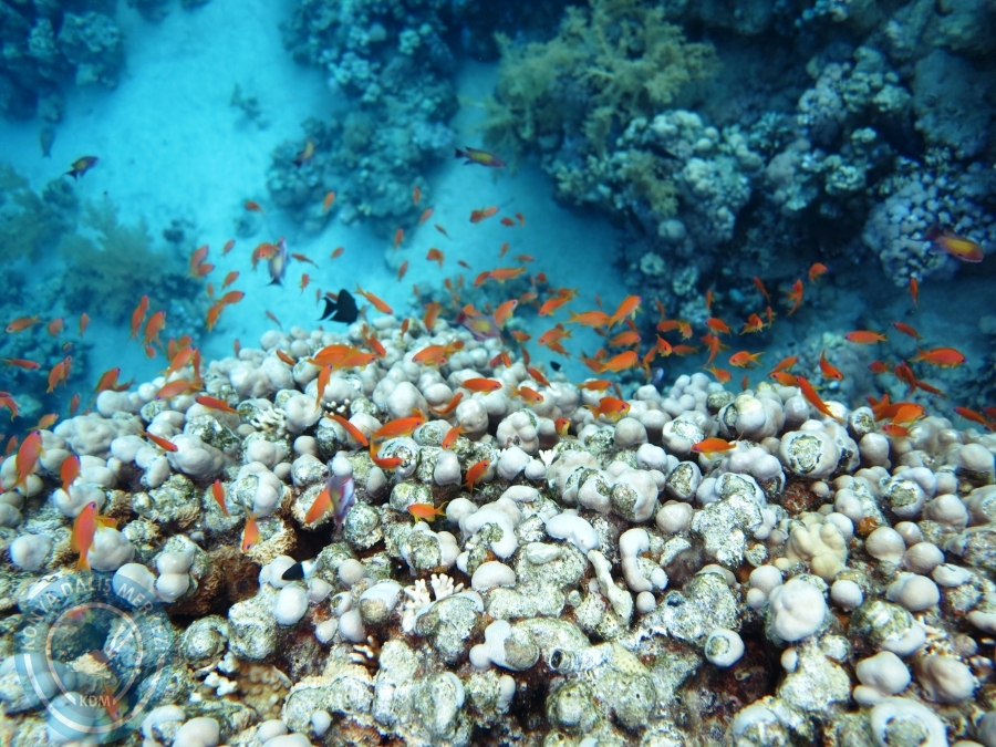 02-08 Aralık 2017 Sharm El Sheikh