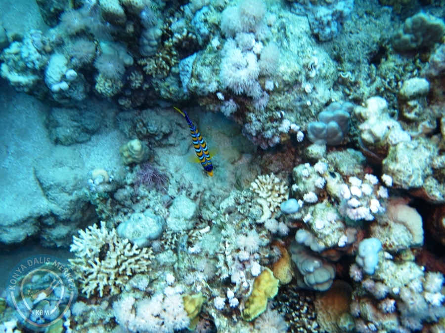02-08 Aralık 2017 Sharm El Sheikh