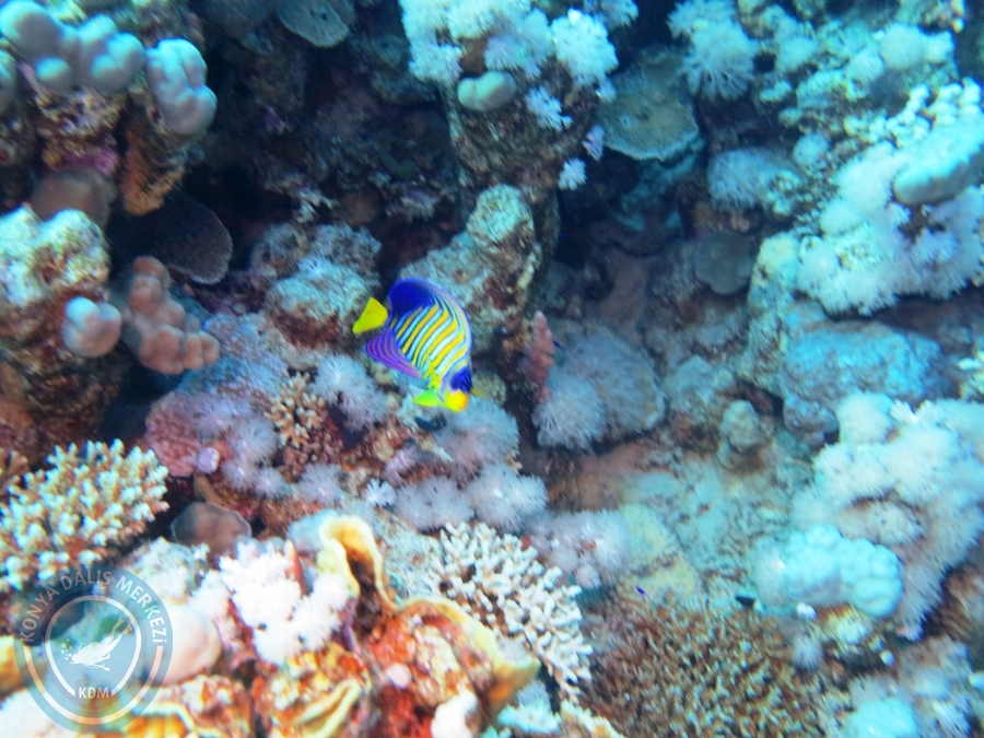 02-08 Aralık 2017 Sharm El Sheikh