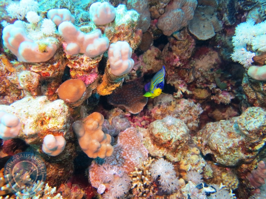 02-08 Aralık 2017 Sharm El Sheikh