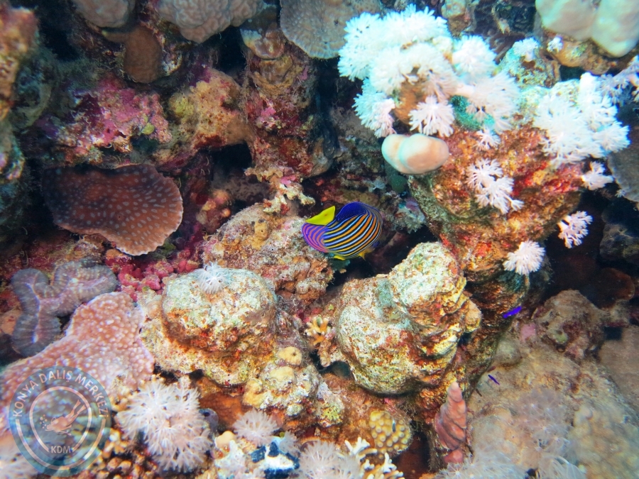 02-08 Aralık 2017 Sharm El Sheikh