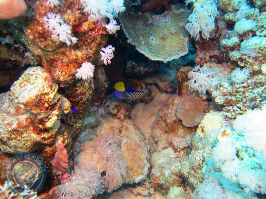 02-08 Aralık 2017 Sharm El Sheikh