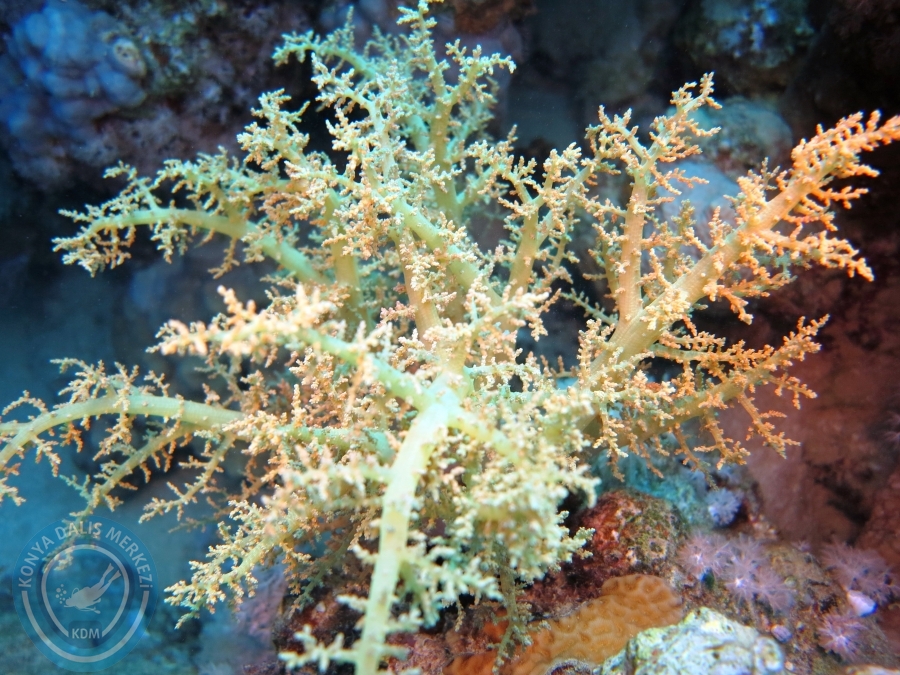 02-08 Aralık 2017 Sharm El Sheikh