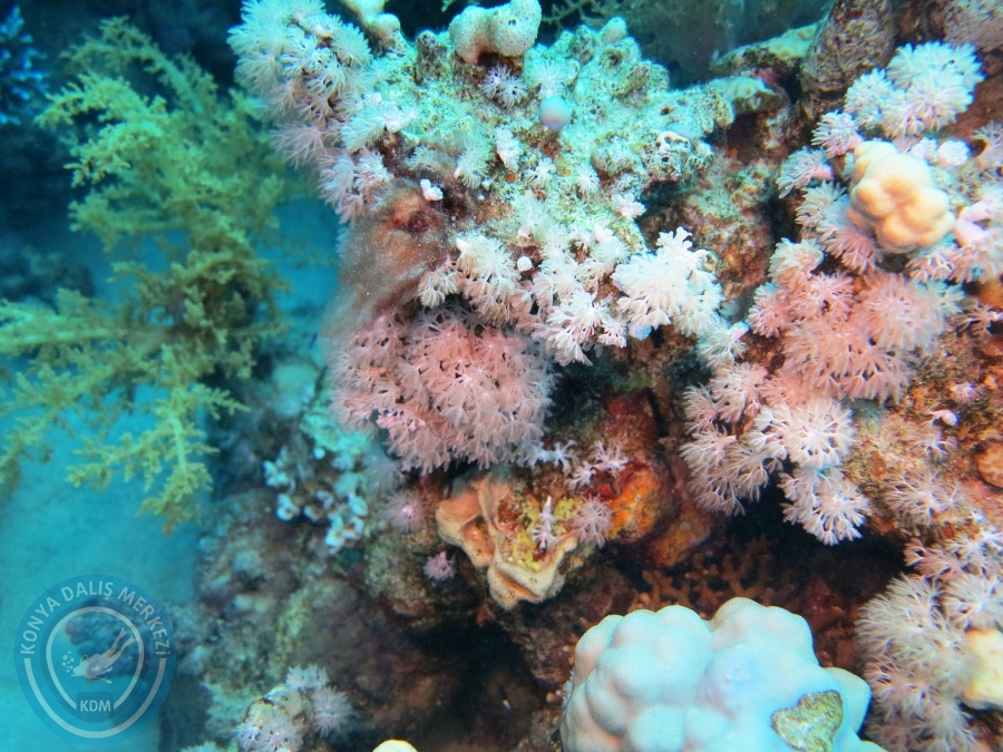 02-08 Aralık 2017 Sharm El Sheikh