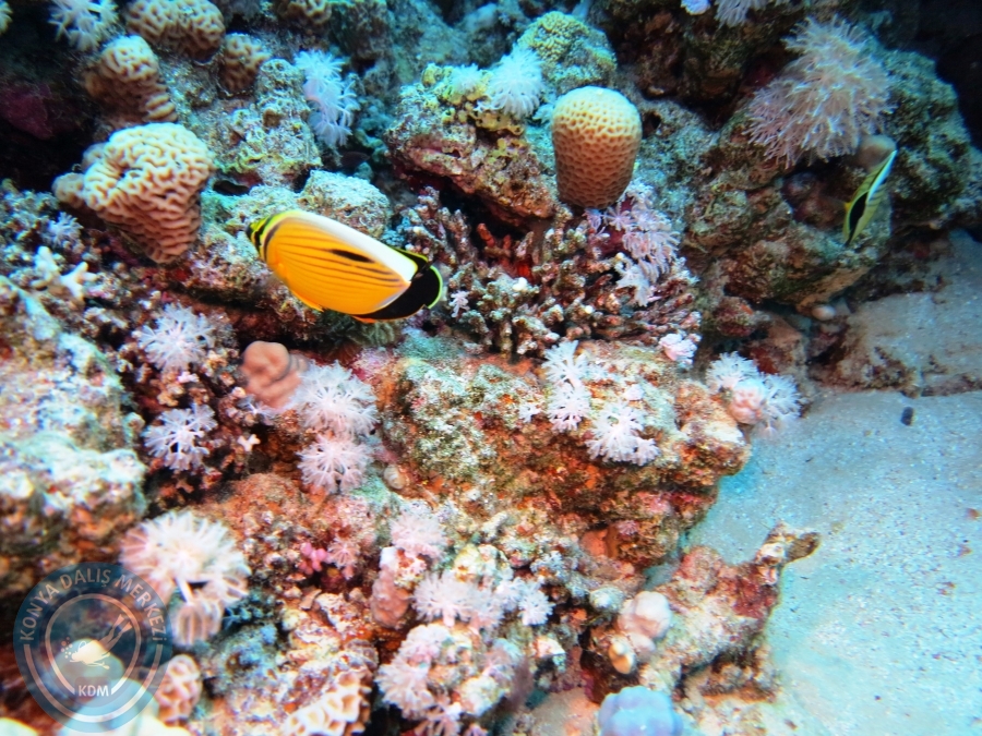 02-08 Aralık 2017 Sharm El Sheikh