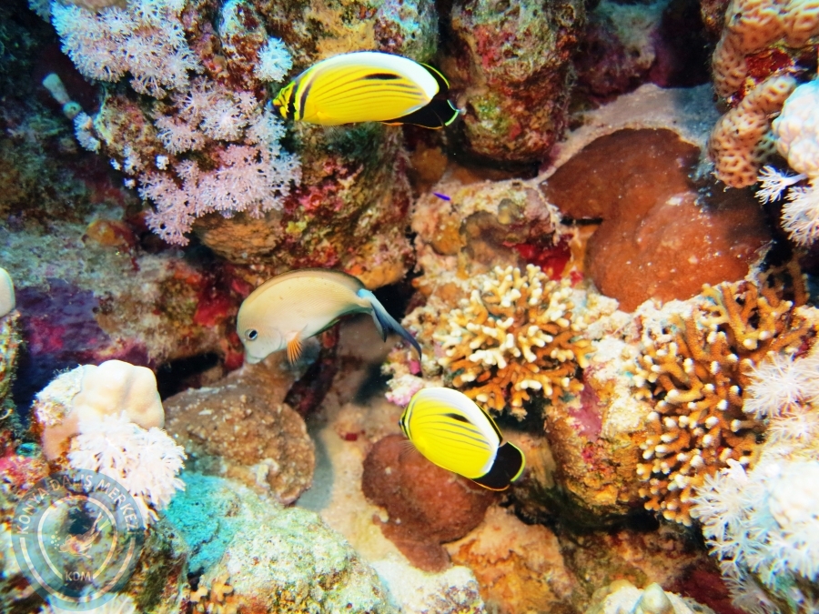 02-08 Aralık 2017 Sharm El Sheikh