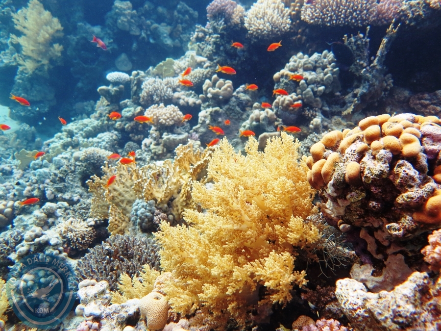 02-08 Aralık 2017 Sharm El Sheikh
