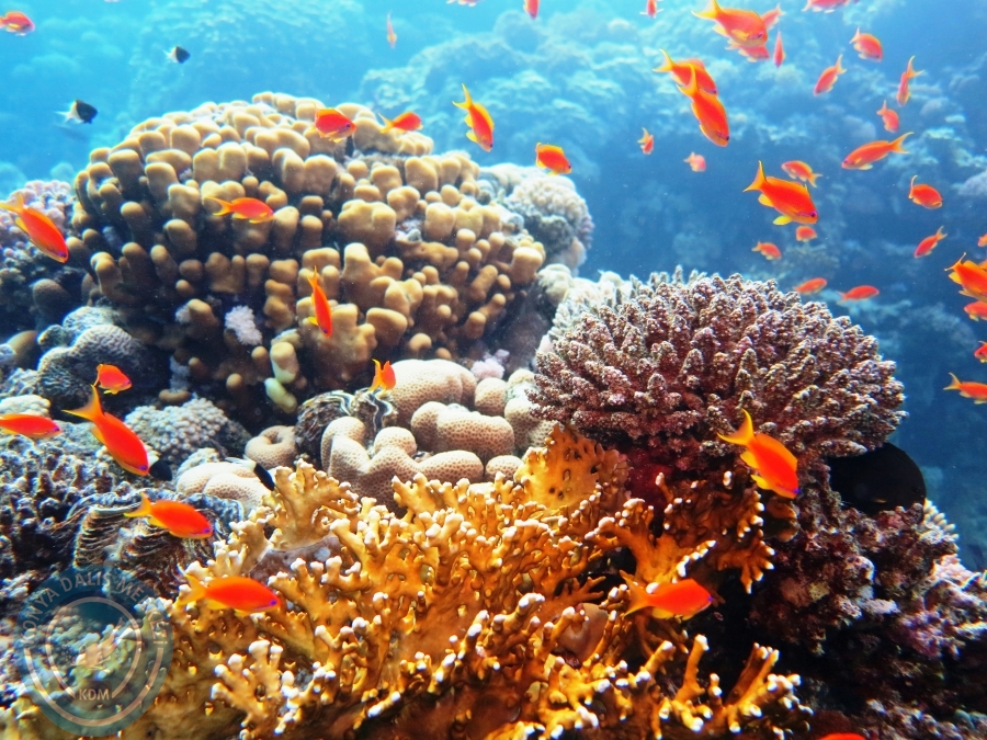 02-08 Aralık 2017 Sharm El Sheikh