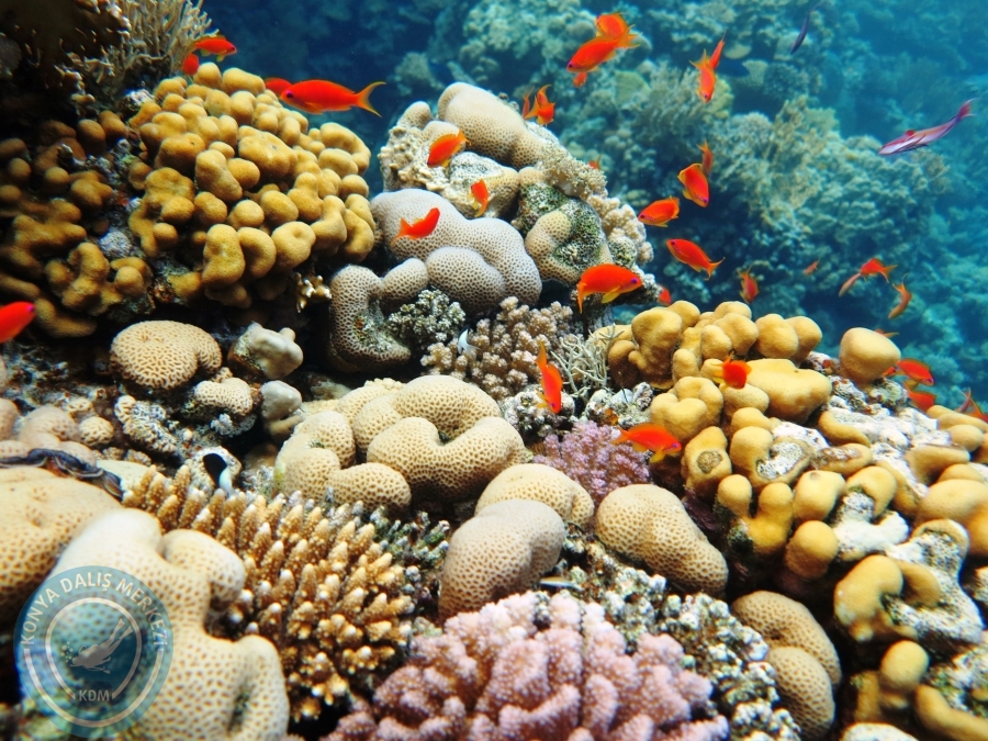 02-08 Aralık 2017 Sharm El Sheikh