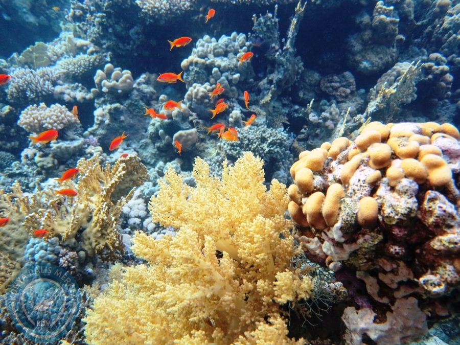 02-08 Aralık 2017 Sharm El Sheikh