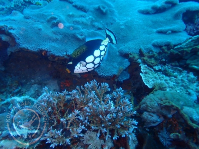 02-13 Eylül BALİ