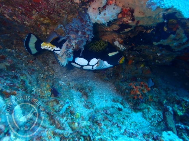 02-13 Eylül BALİ