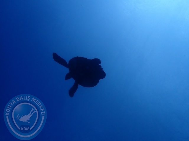 02-13 Eylül BALİ