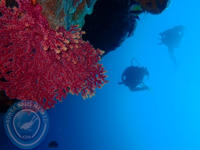 02-13 Eylül BALİ