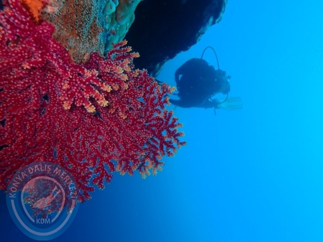 02-13 Eylül BALİ