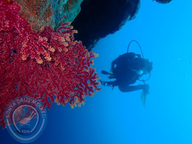02-13 Eylül BALİ