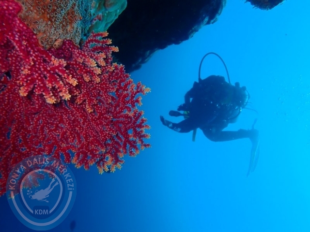 02-13 Eylül BALİ