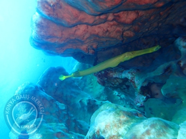 02-13 Eylül BALİ