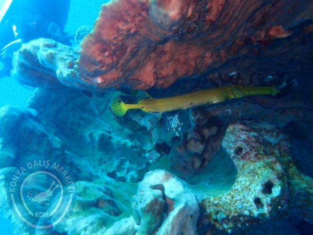 02-13 Eylül BALİ