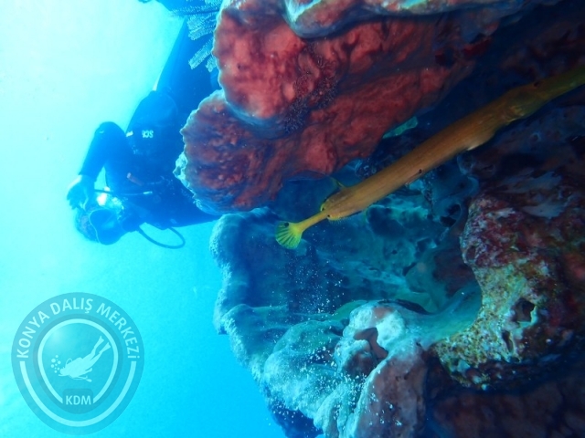 02-13 Eylül BALİ