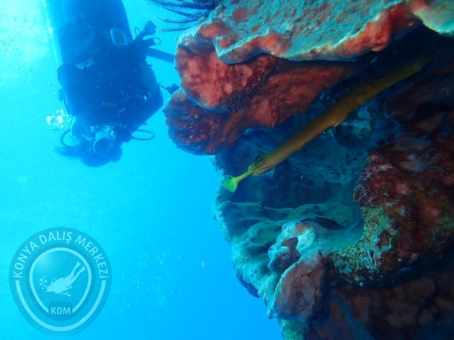 02-13 Eylül BALİ