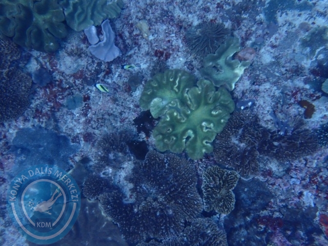02-13 Eylül BALİ