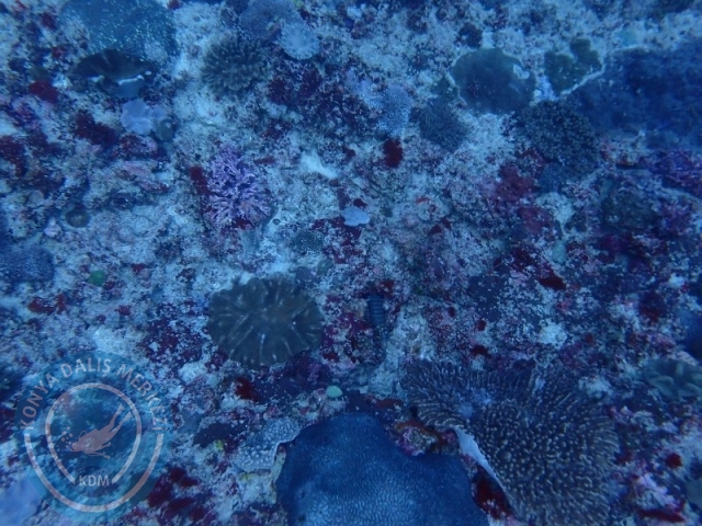 02-13 Eylül BALİ