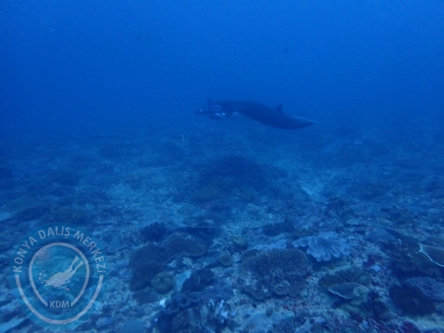 02-13 Eylül BALİ