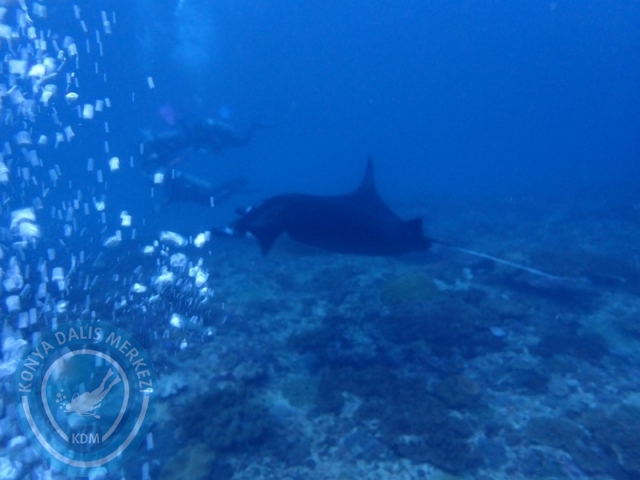 02-13 Eylül BALİ
