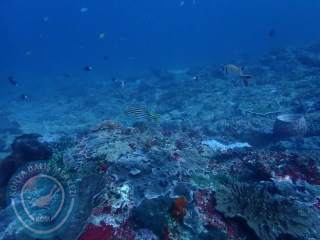 02-13 Eylül BALİ